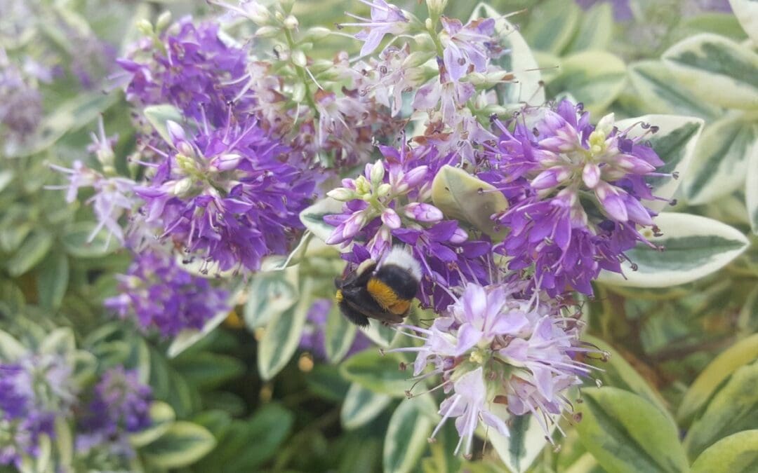 FREE Pollinator Planting Workshop