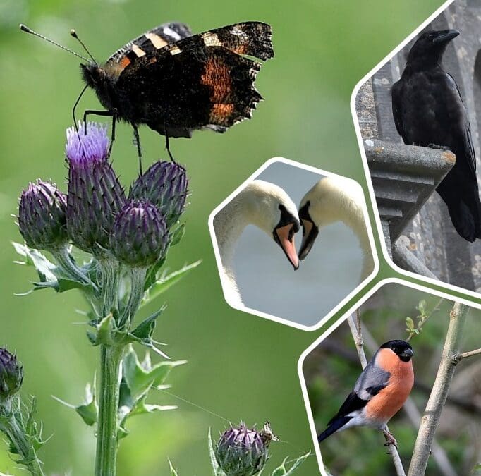 Vacancy for WPPN Rep on Biodiversity Working Group